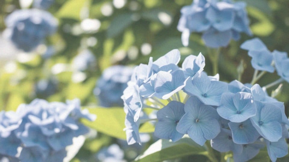 What Varieties of Niebieskie Hortensje Exist?