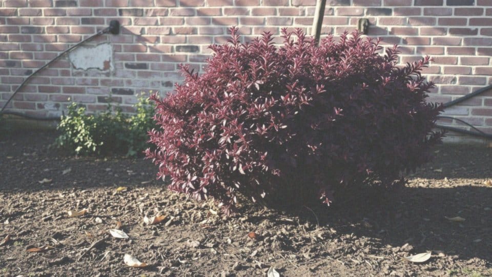 Jakie są najlepsze warunki dla wzrostu berberysu?