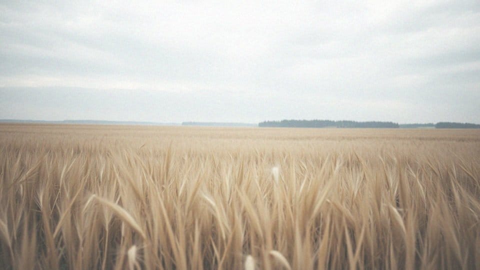 Jakie dalekosiężne zapachy pies może wyczuć?